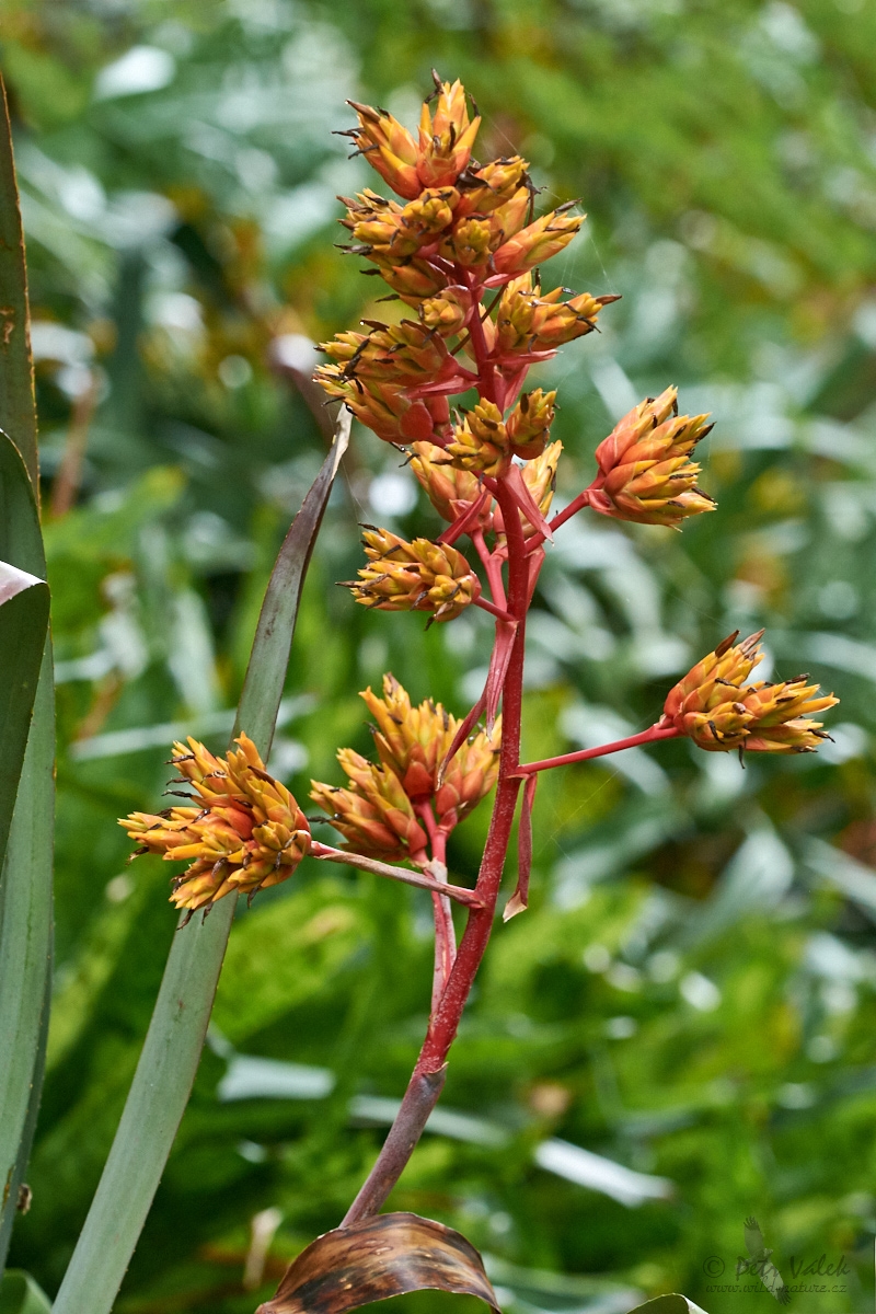 Aechmea rubens