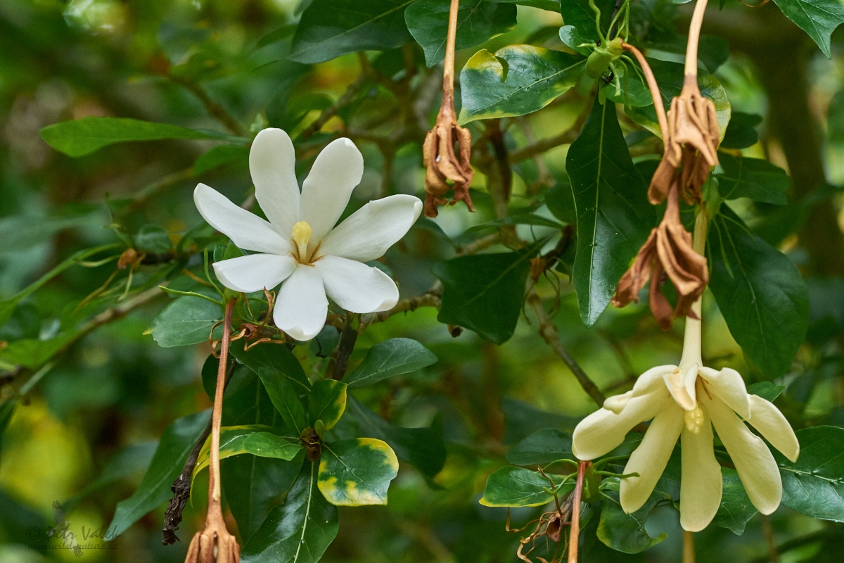 Gardenia cornuta