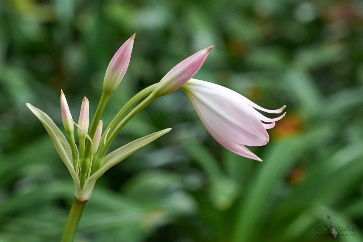 Křín Mooreův  (Crinum moorei)