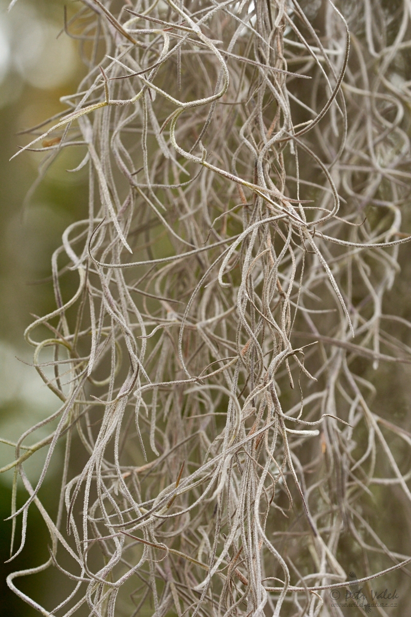 Tilandsie provazovkovitá (Tillandsia usneoides)