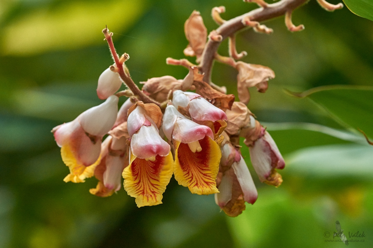 Galgán ozdobný  (Alpinia zerumbet)