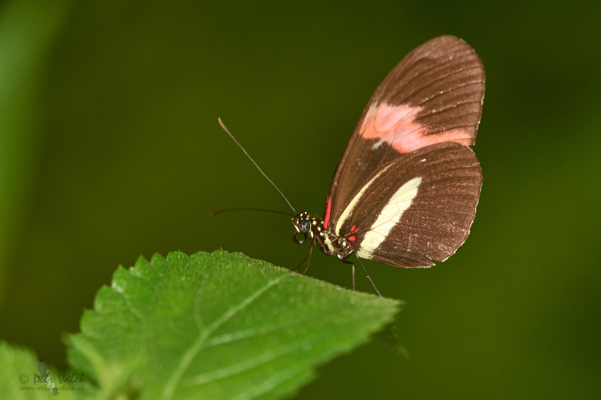 Heliconius    melpomene