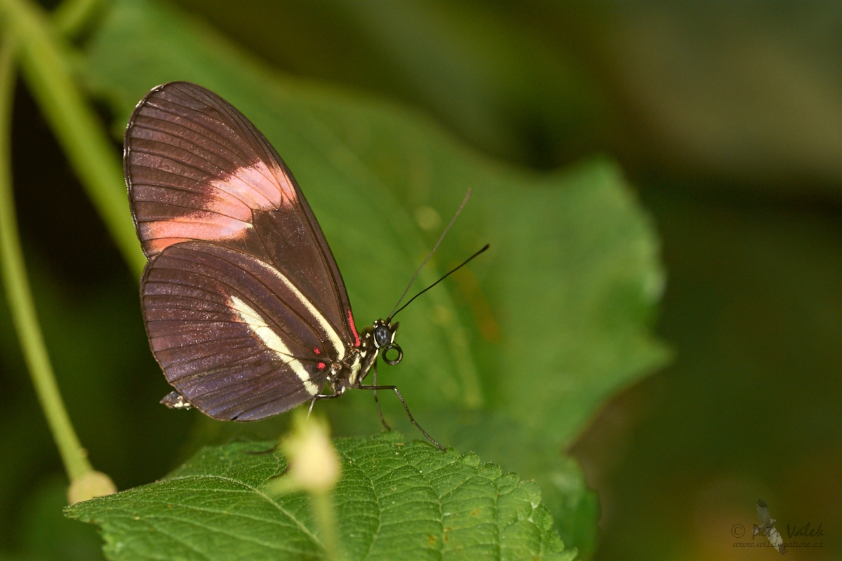 Heliconius   melpomene