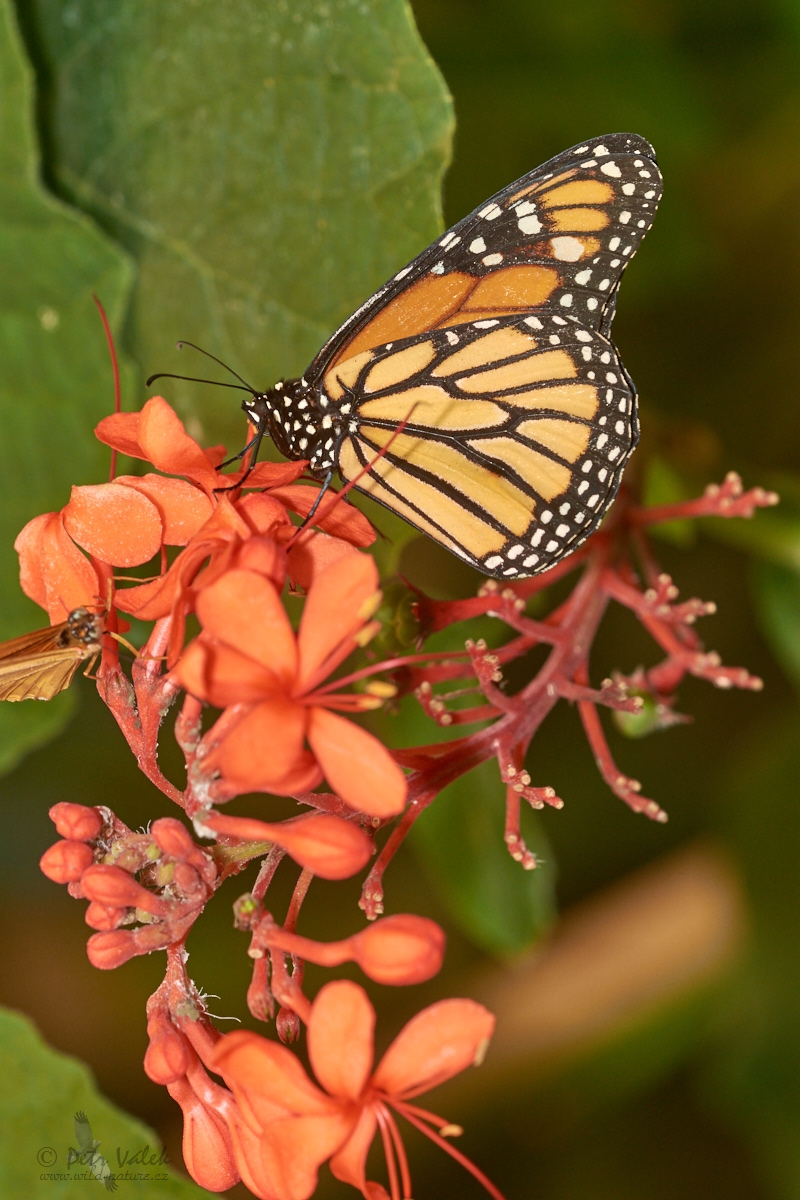 Monarcha stěhovavý  (Danaus plexippus)