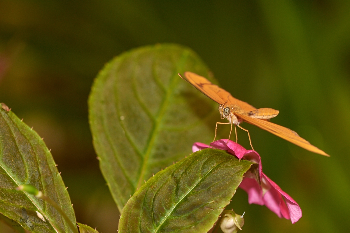 Dryas   iulia