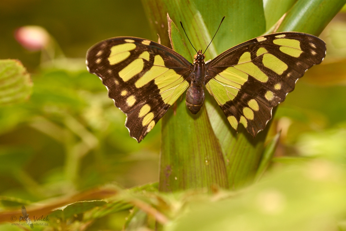 Siproeta stelenes