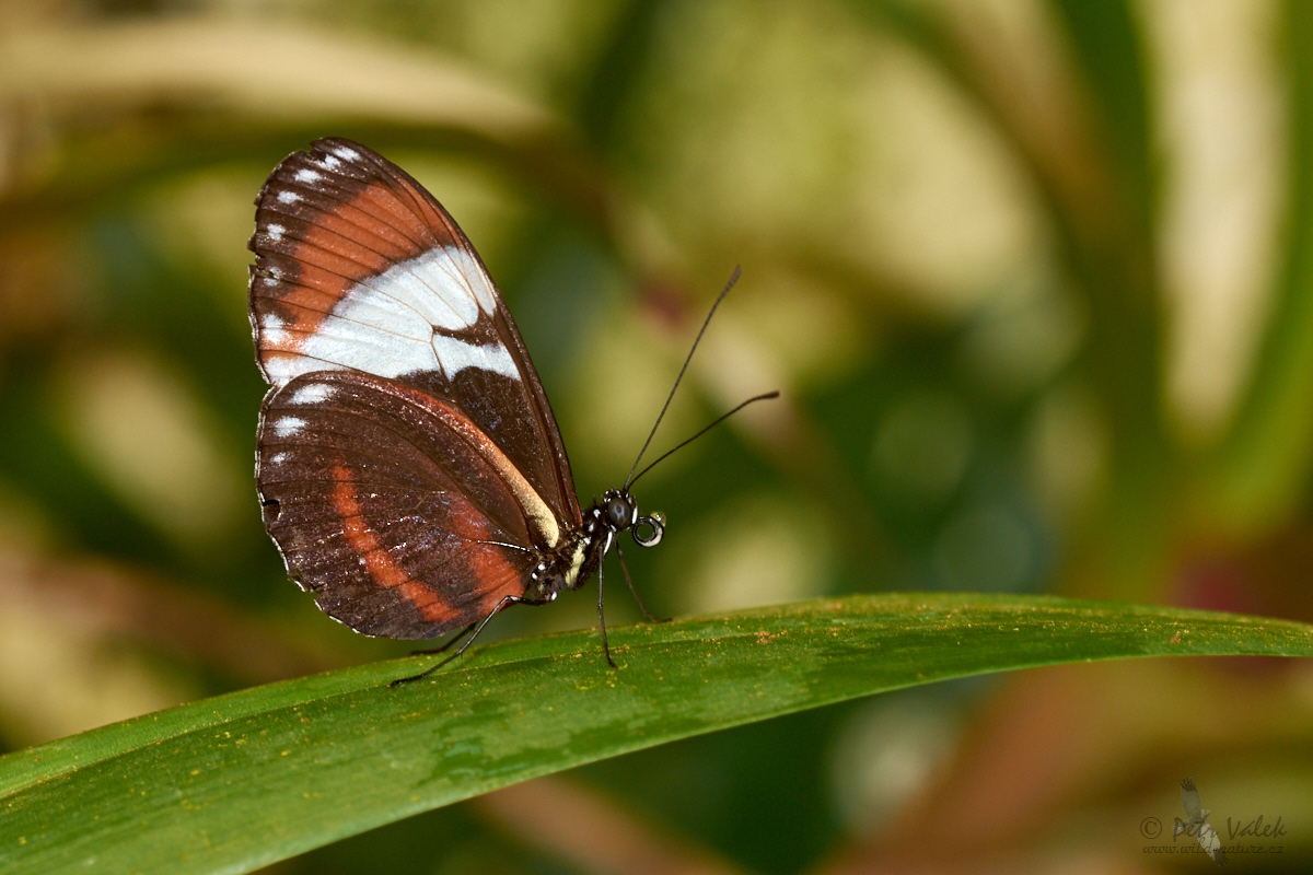 Heliconius cydno