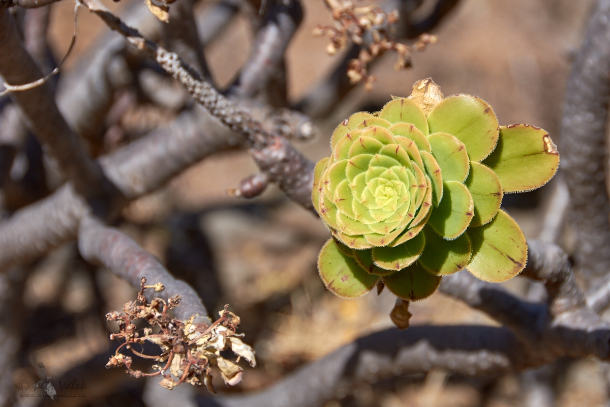 Aeonium (Aeonium canariense)