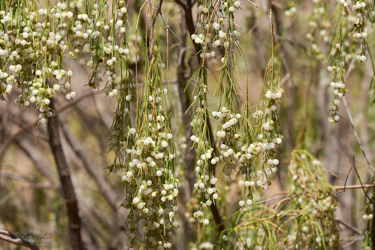 Plocama pendula