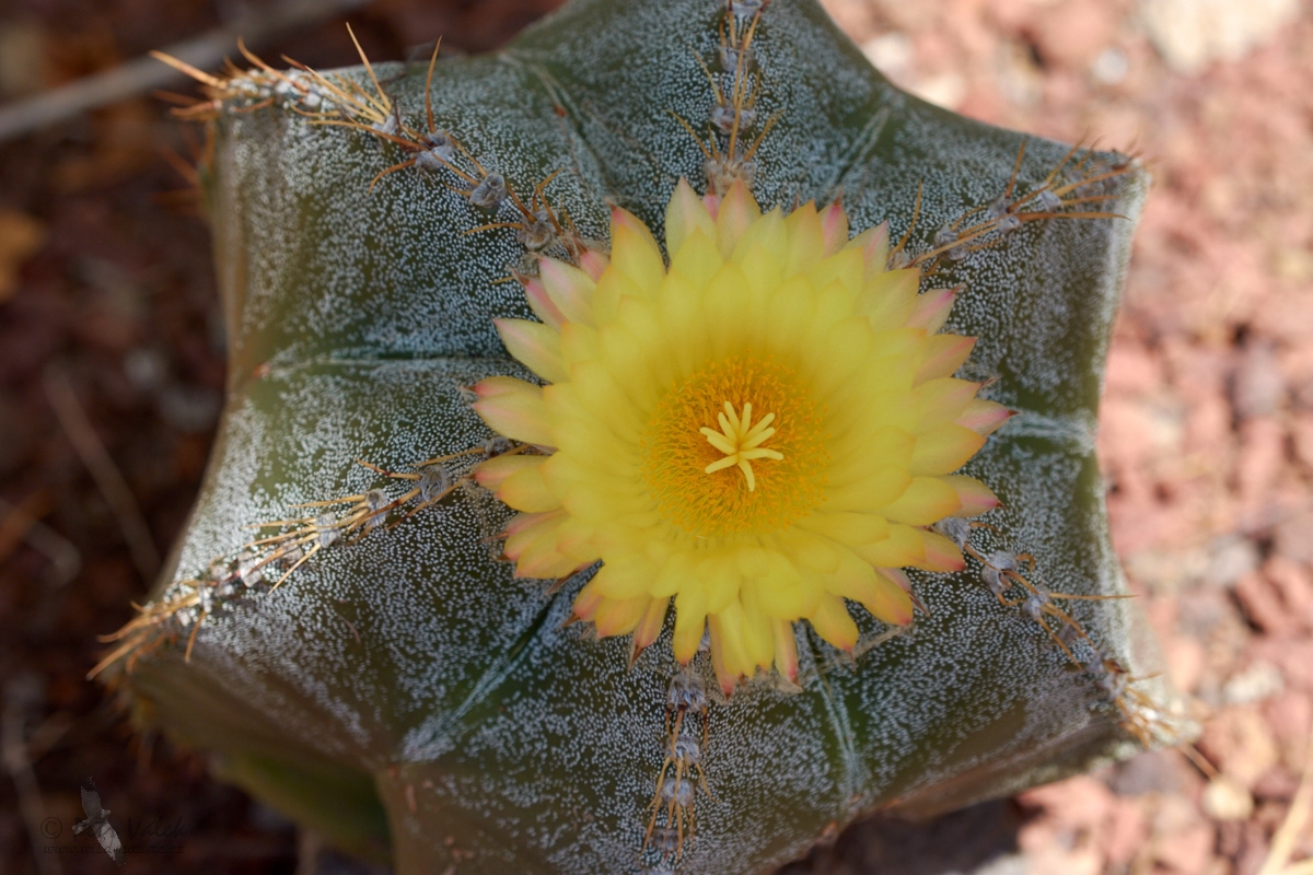 Astrophytum capricorne