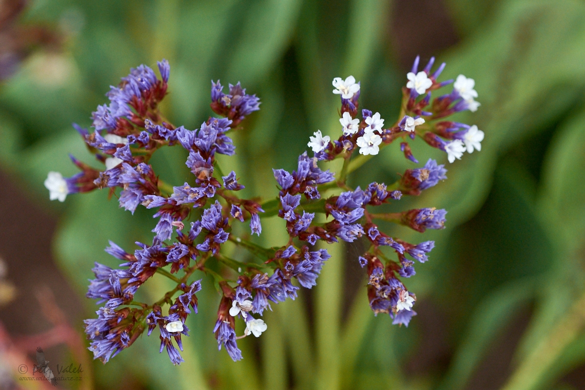 Limonka (Limonium brassicifolium)