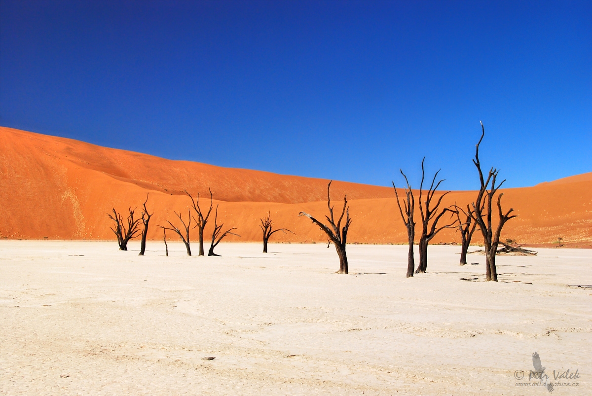 Deadvlei pan