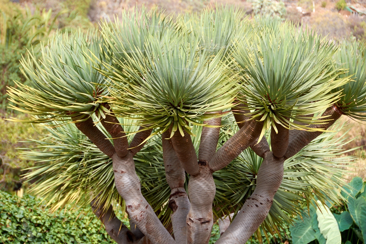 Dračinec dračí (Dracaena draco)