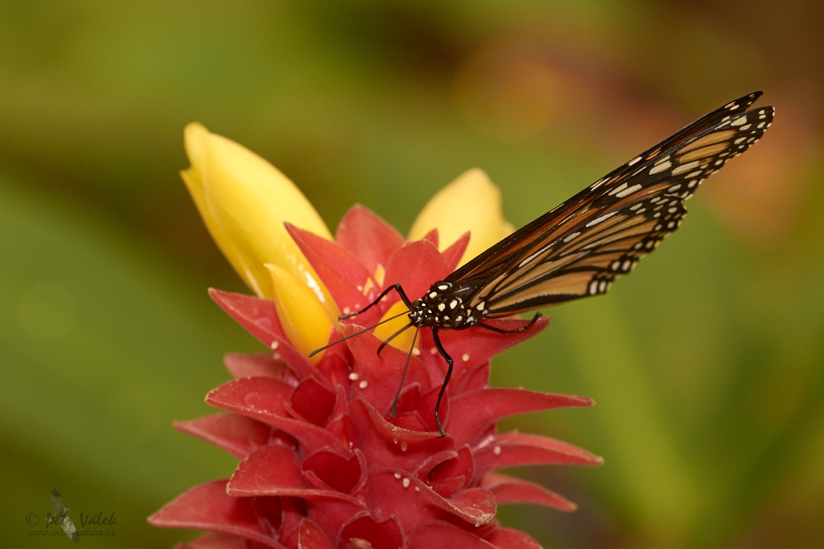 Monarcha stěhovavý   (Danaus plexippus