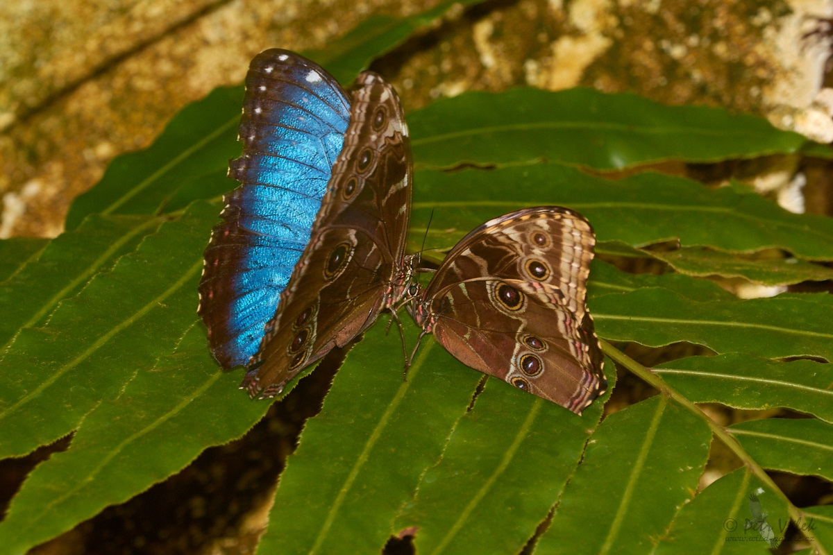 Morpho  peleides