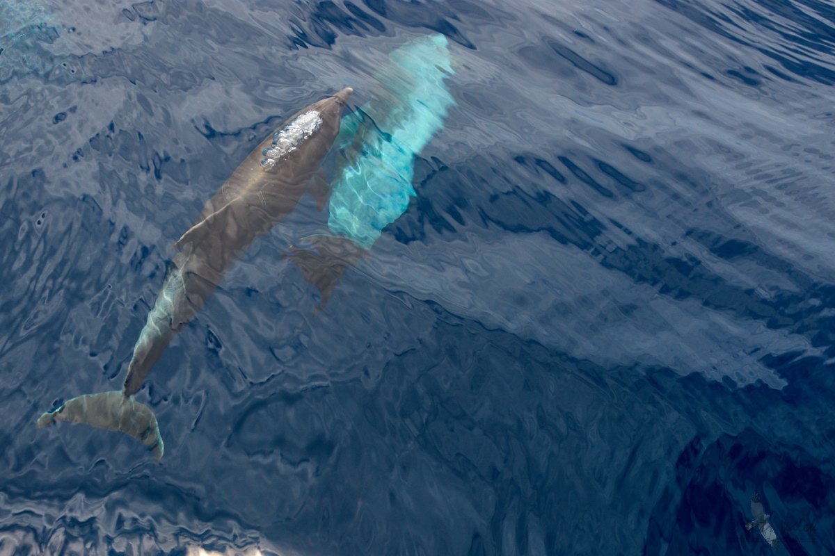 Delfín skákavý (Tursiops truncatus)