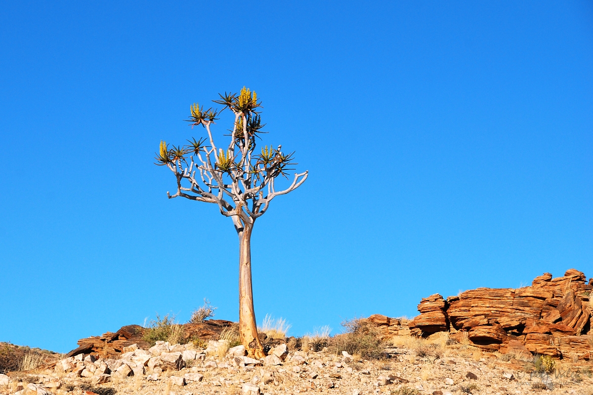 Aloe rozsochatá   (Aloidendron dichotomum)