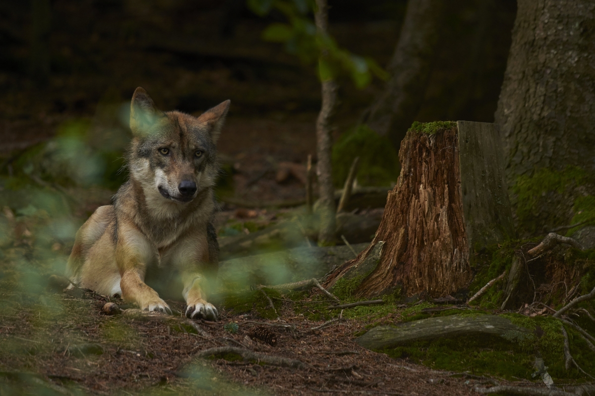 Vlk obecný  (Canis lupus)