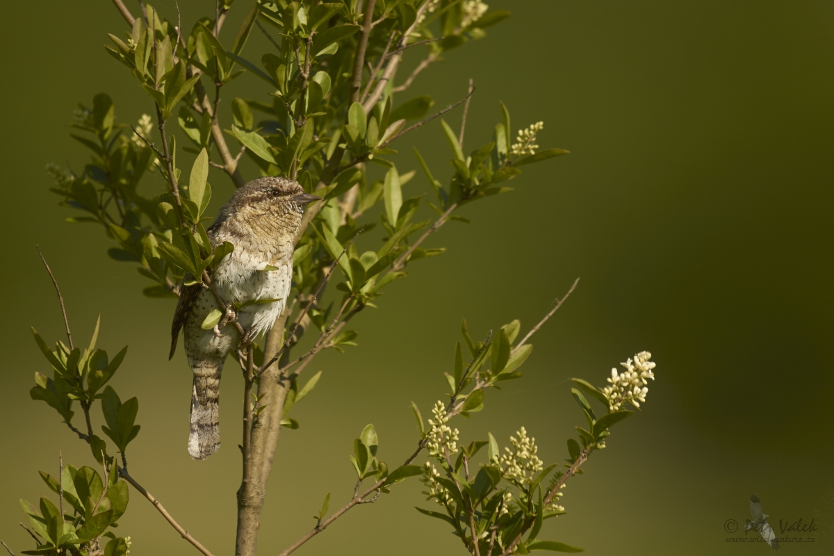 Krutihlav obecný (Jynx torquilla)