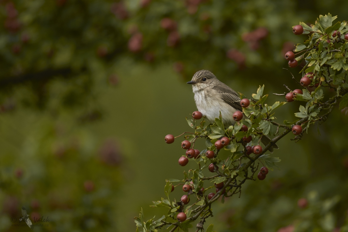 Lejsek šedý  (Muscicapa striata)