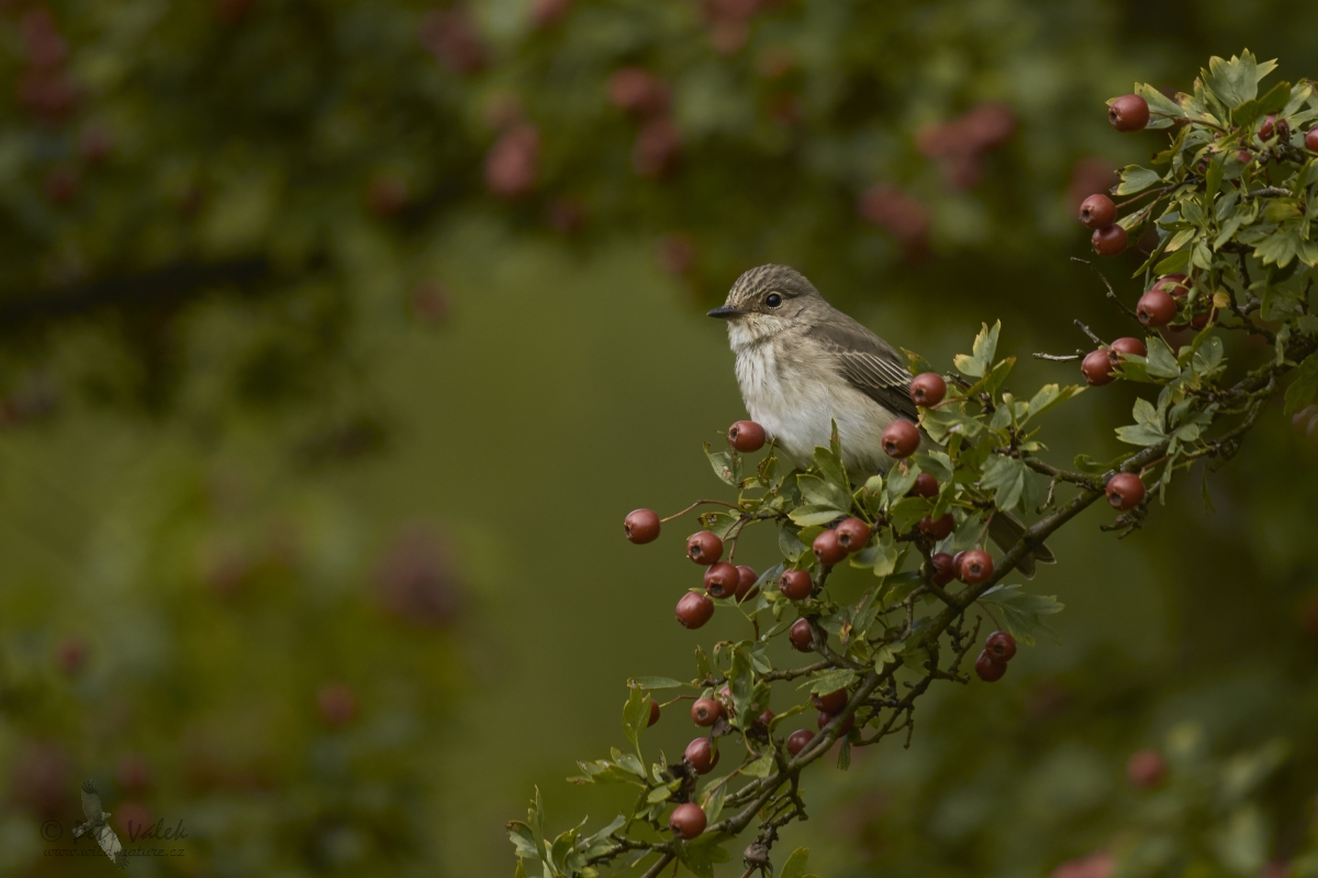 Lejsek šedý  (Muscicapa striata)