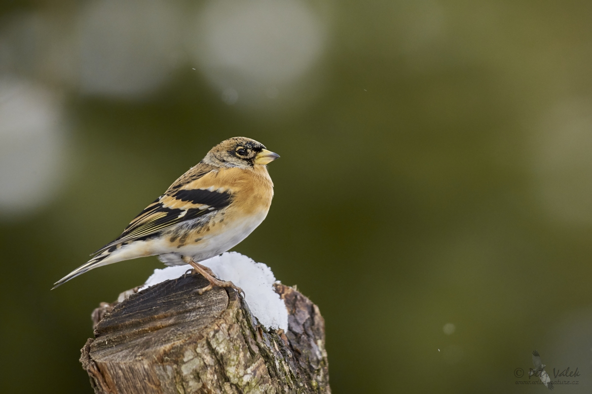 Pěnkava jikavec (Fringilla montifringilla)