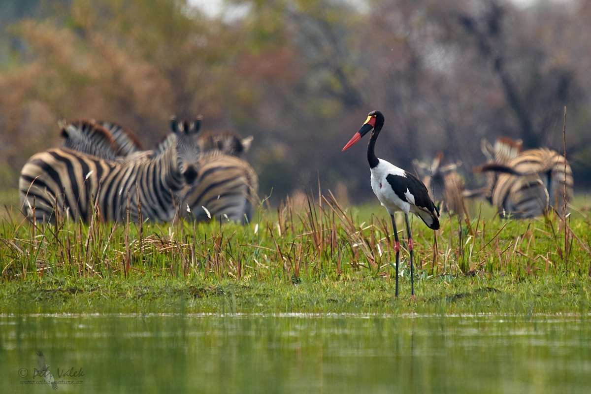 Čáp sedlatý  (Ephippiorhynchus senegalensis)