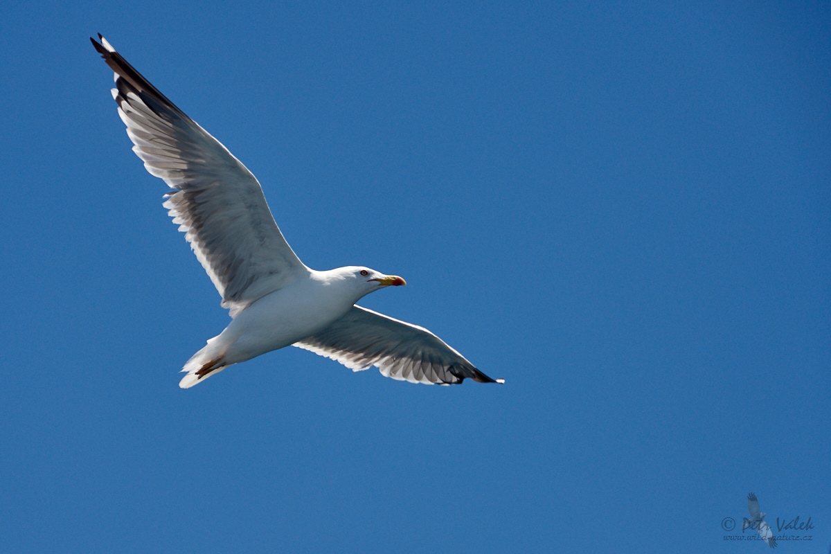 Racek středomořský  (Larus michahellis)