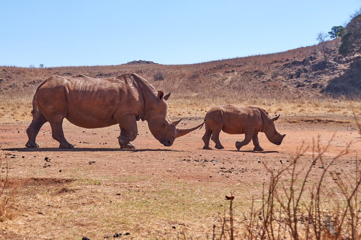 Nosorožec tuponosý    (Ceratotherium simum)