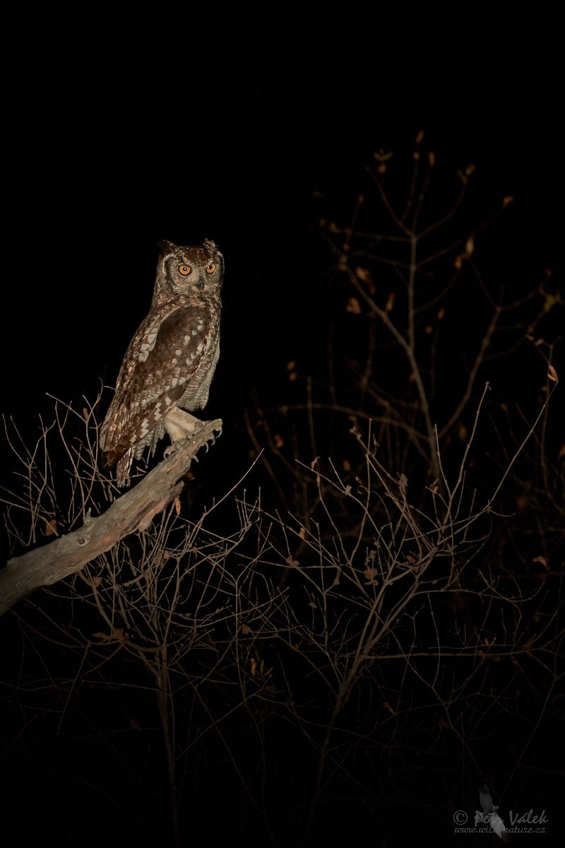 Výr africký (Bubo africanus)