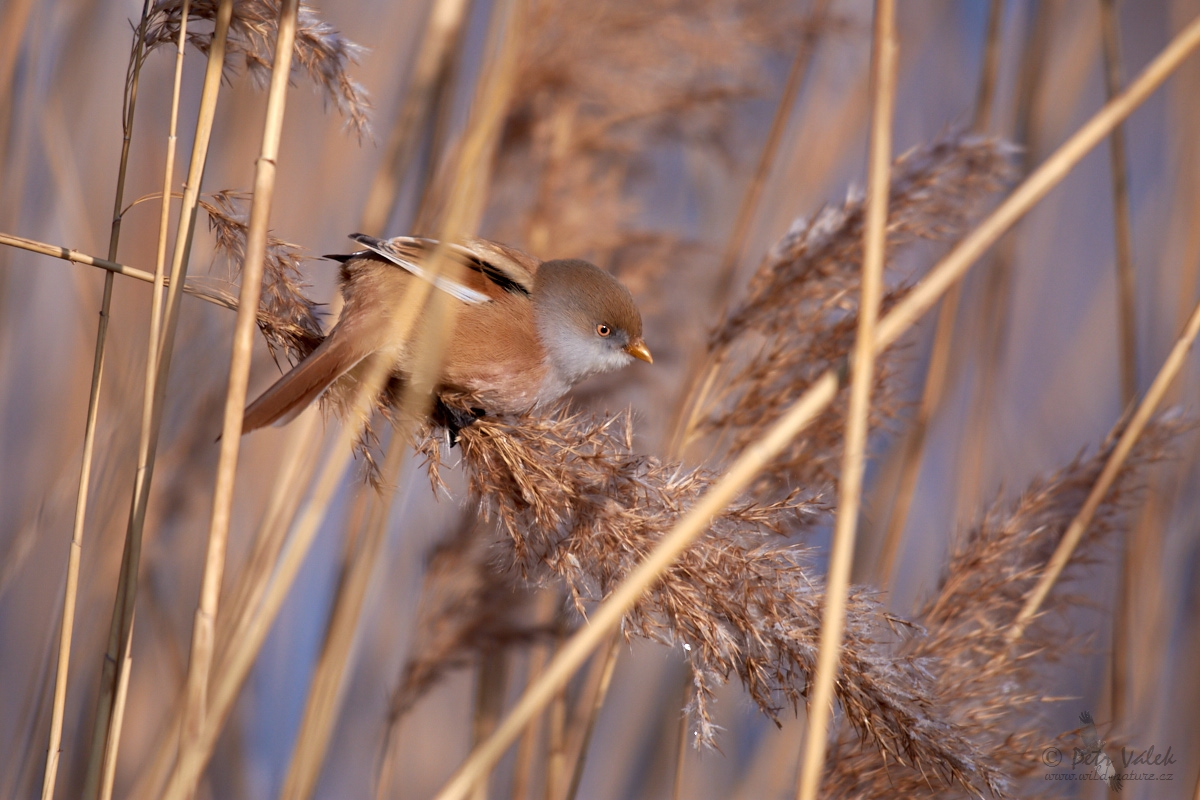 Sýkořice vousatá        (Panurus biarmicus)