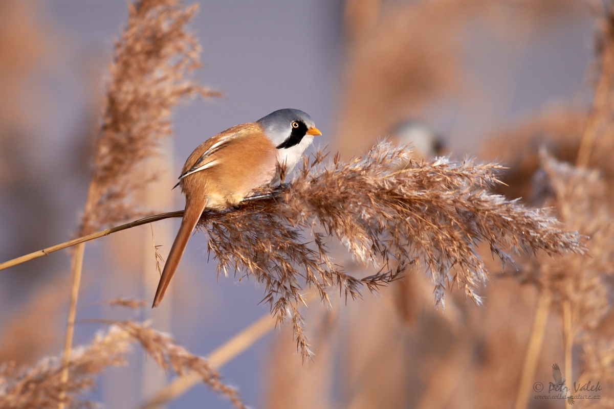 Sýkořice vousatá     (Panurus biarmicus)