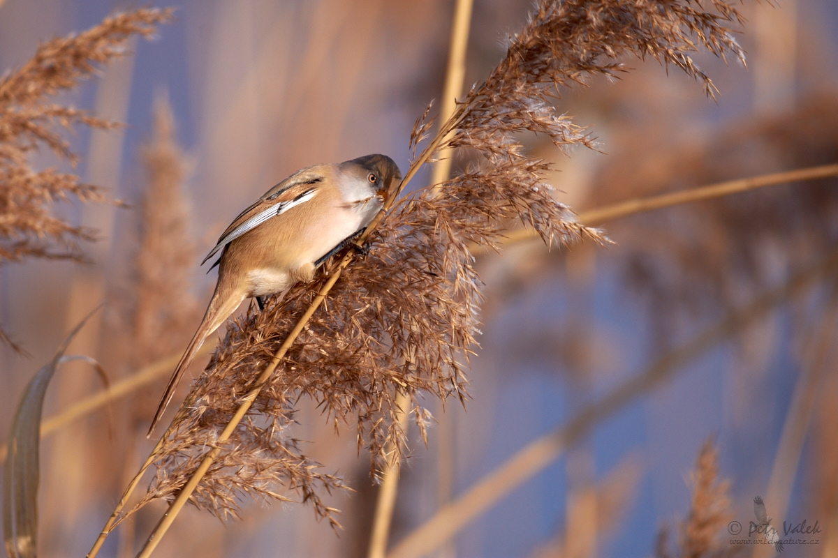 Sýkořice vousatá    (Panurus biarmicus)