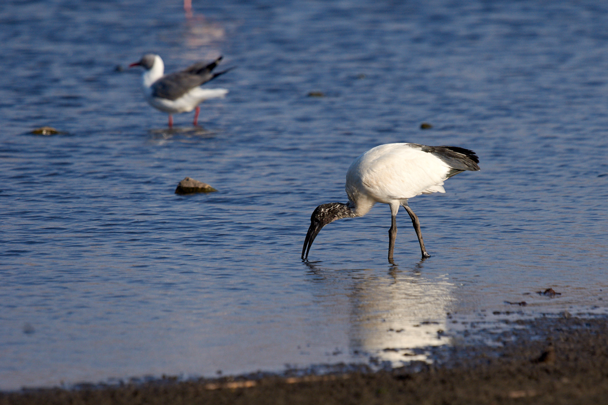 Ibis posvátný (Threskiornis aethiopicus)