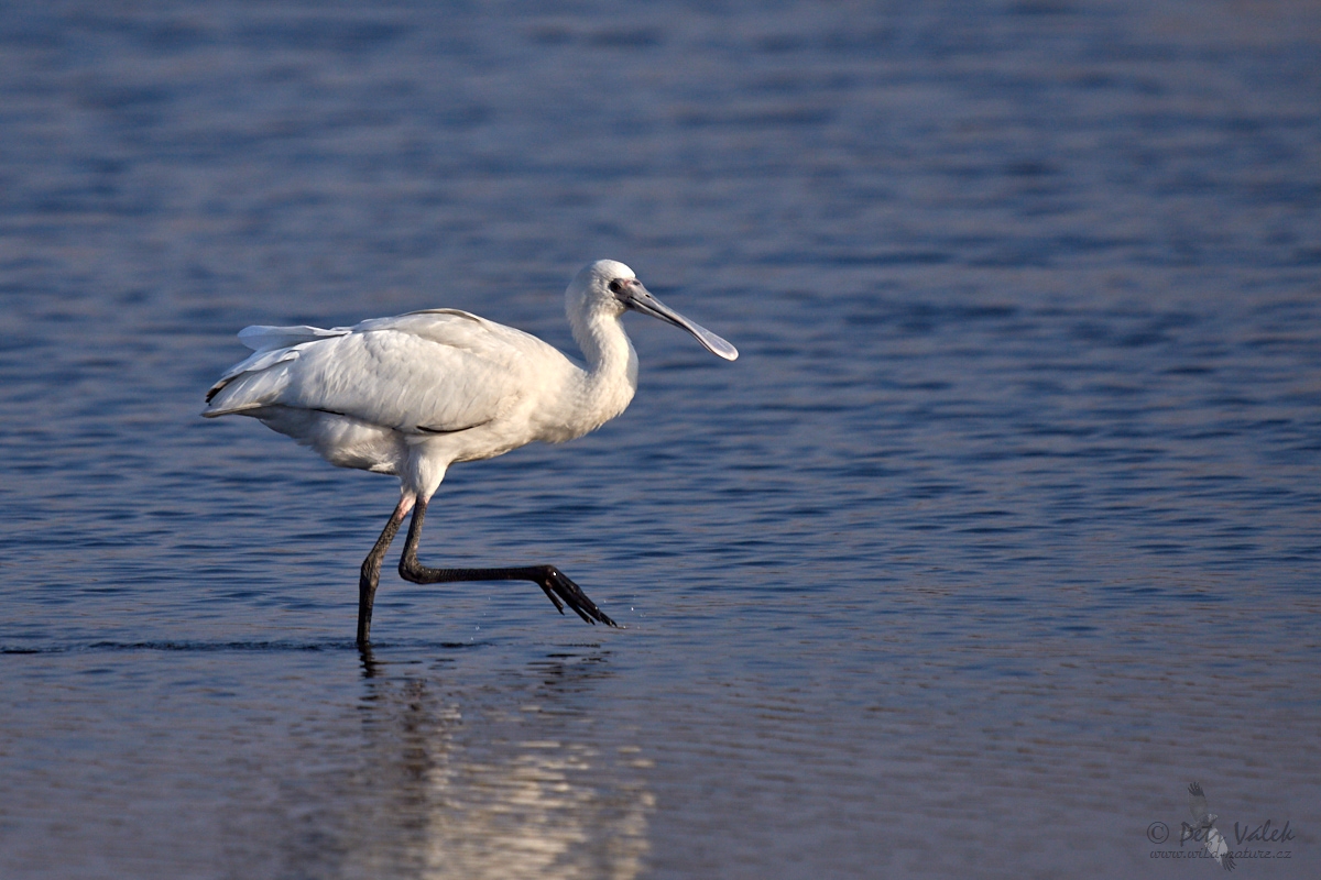 Kolpík africký   (Platalea alba)