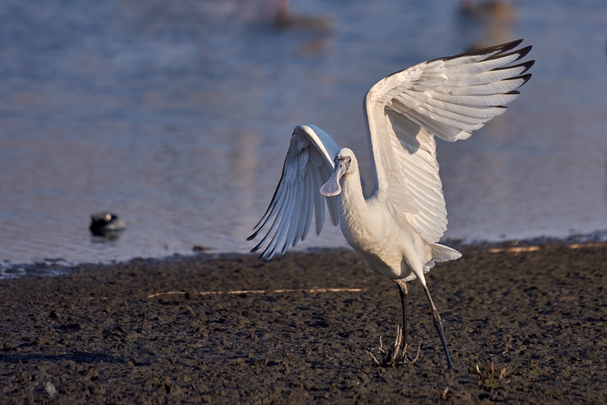 Kolpík africký  (Platalea alba)