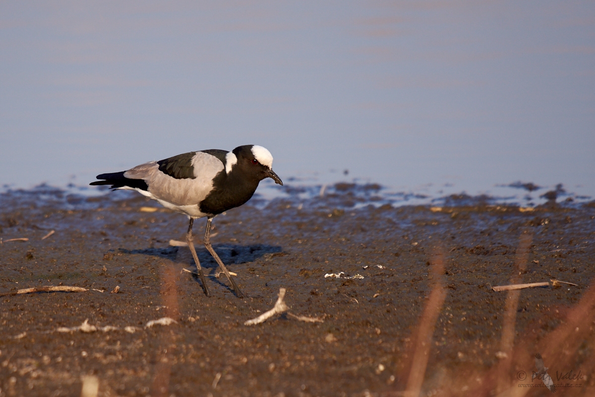 Čejka běločelá (Vanellus armatus)