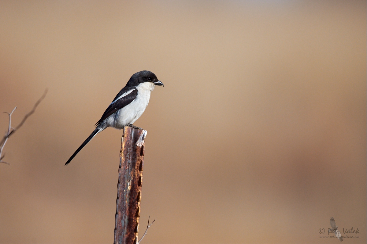 Ťuhýk afrotropický (Lanius collaris)