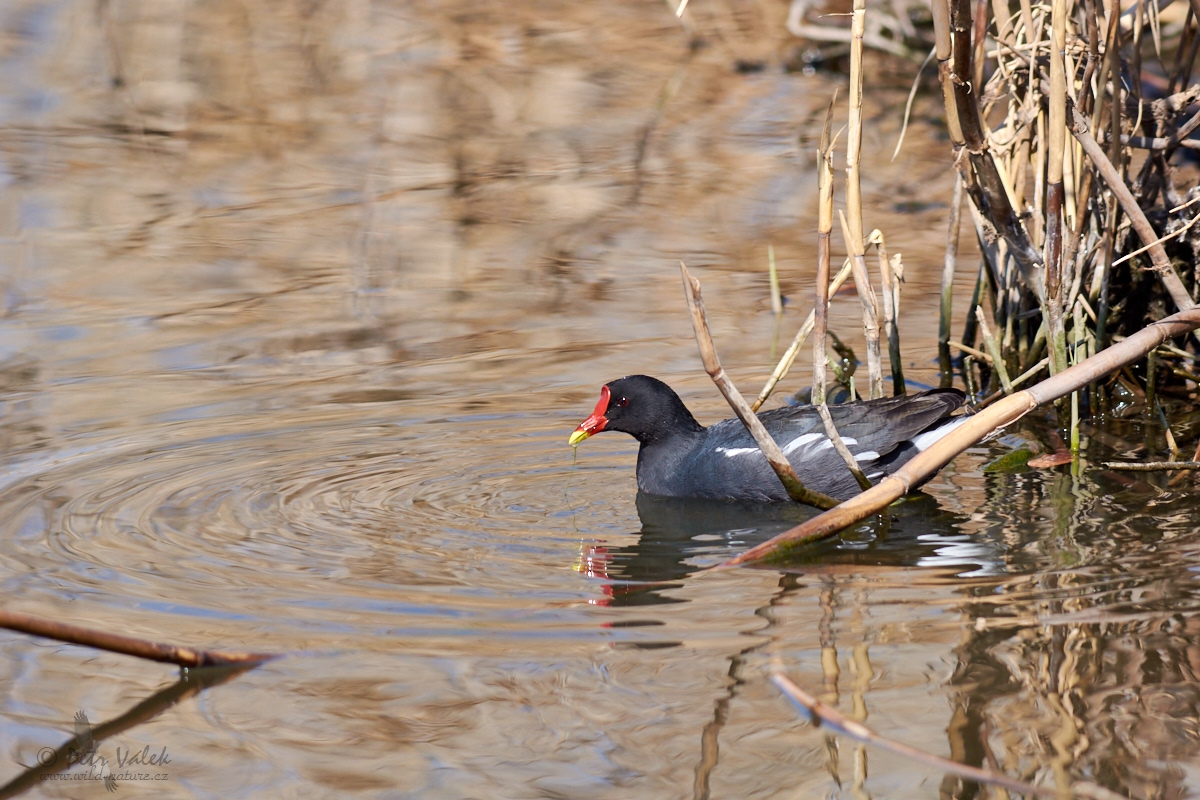 Slípka zelenonohá    (Gallinula chloropus)