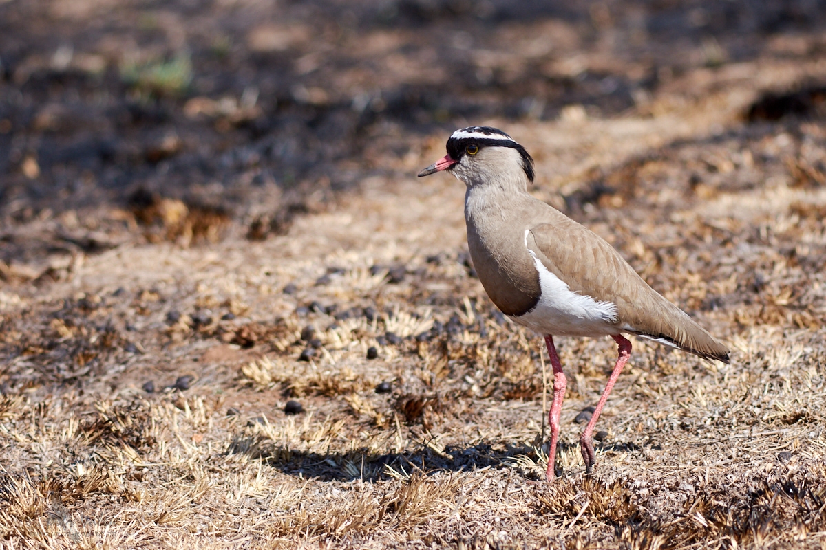 Čejka korunkatá (Vanellus coronatus)