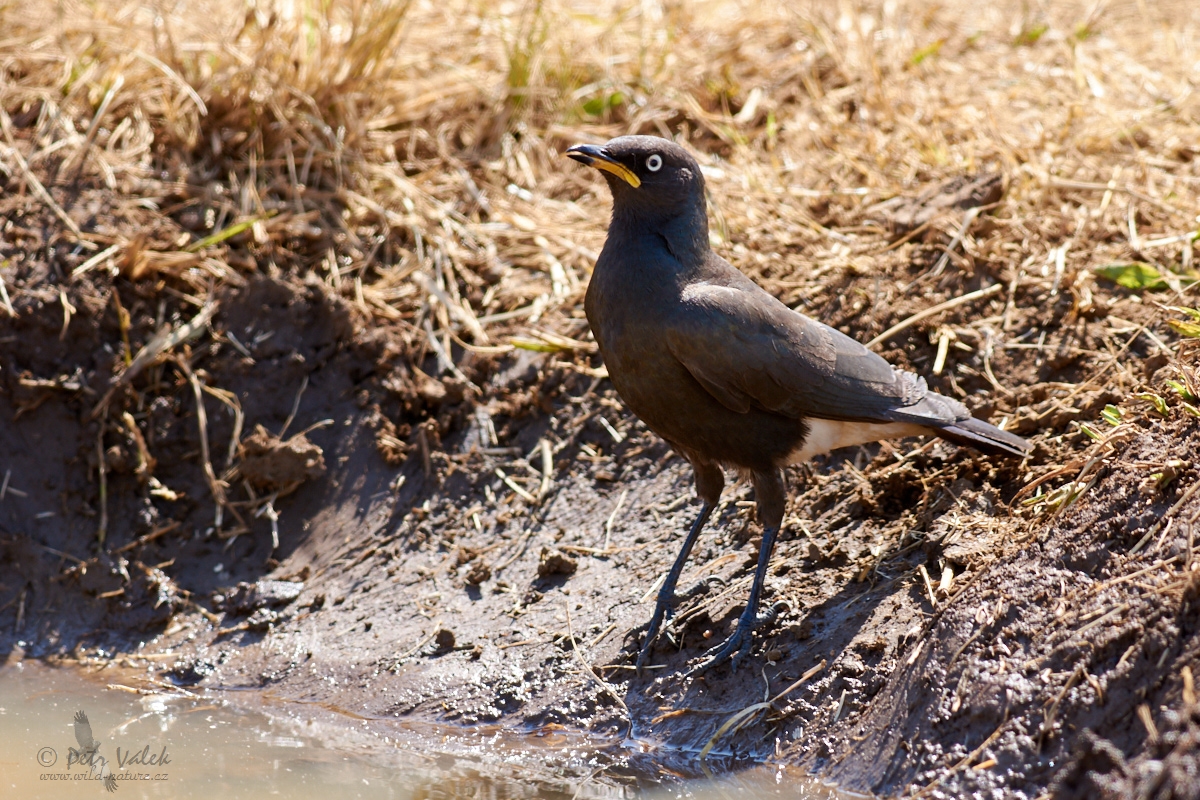 Leskoptev dvoubarvá (Lamprotornis bicolor)