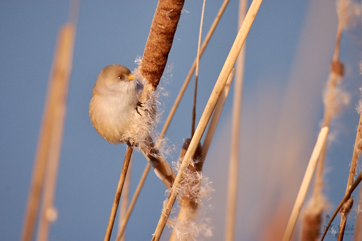 Sýkořice vousatá             (Panurus biarmicus)