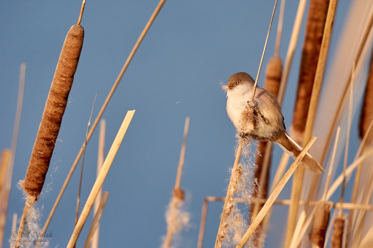 Sýkořice vousatá            (Panurus biarmicus)