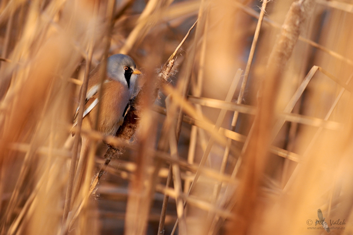 Sýkořice vousatá           (Panurus biarmicus)