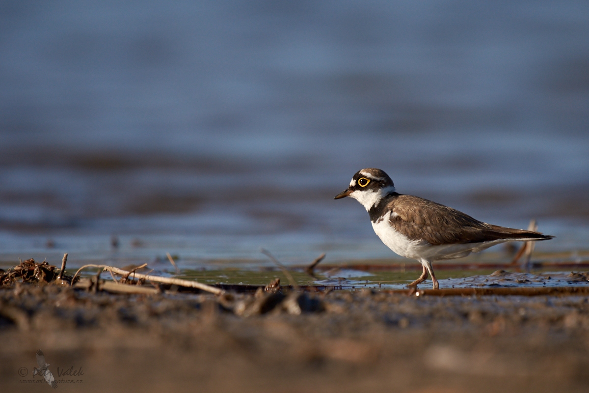 Kulík říční       (Charadrius dubius)