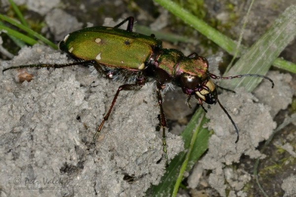 insecta_00044.jpg