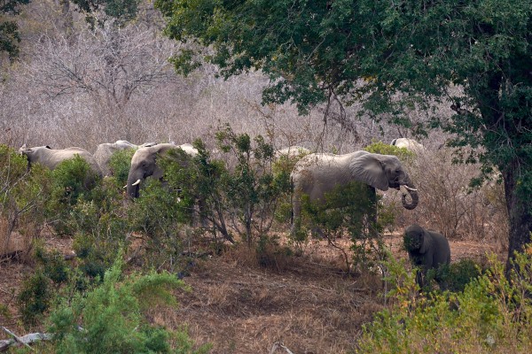 slon-africky--loxodonta-africana-.jpg