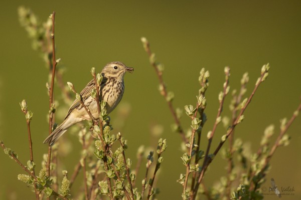 linduska-lucni---anthus-pratensis-.jpg