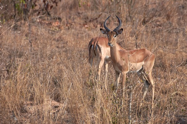 impala-----aepyceros-melampus-.jpg