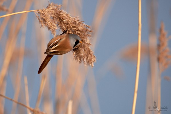 sykorice-vousata-------panurus-biarmicus-.jpg